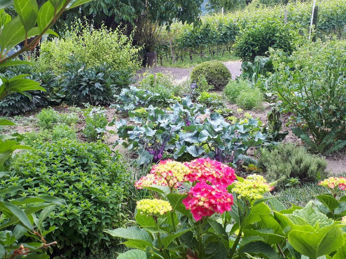 Weingut Weidlhof - Suite & Breakfast - Vacation For Wine Lovers Guest house Caldaro